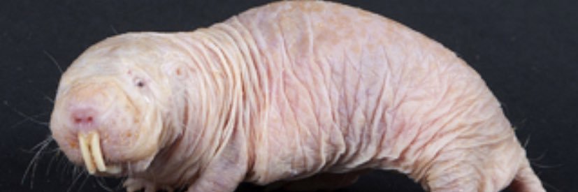 Tunnelsack's profile banner image