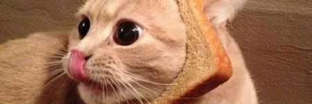 gi_tomazini's profile banner image