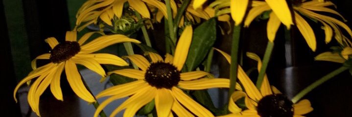 macyjohanson's profile banner image