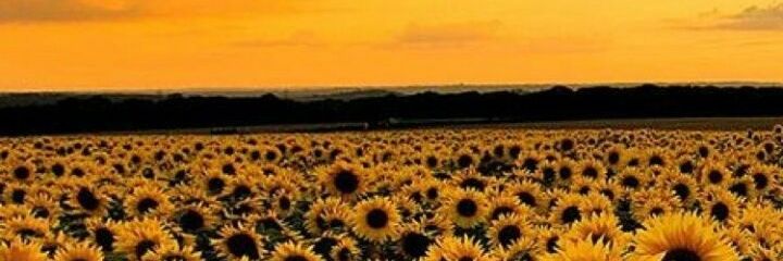 danielagb322's profile banner image
