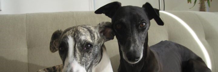 DrWayneAnderson banner