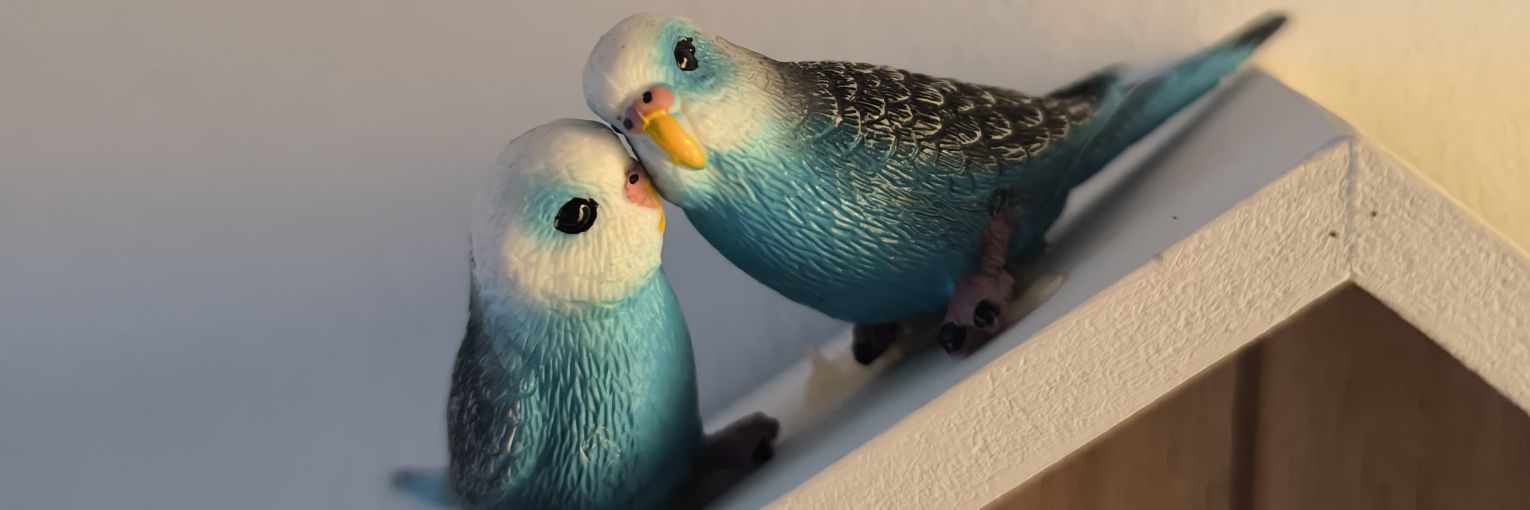 Srta Abelenda banner