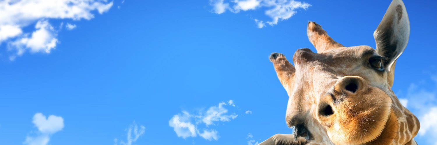 Singarela 🎗️ 🦒 🤟🏻 🫶🏻 banner