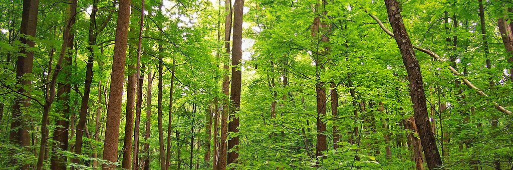 green_savers's profile banner image