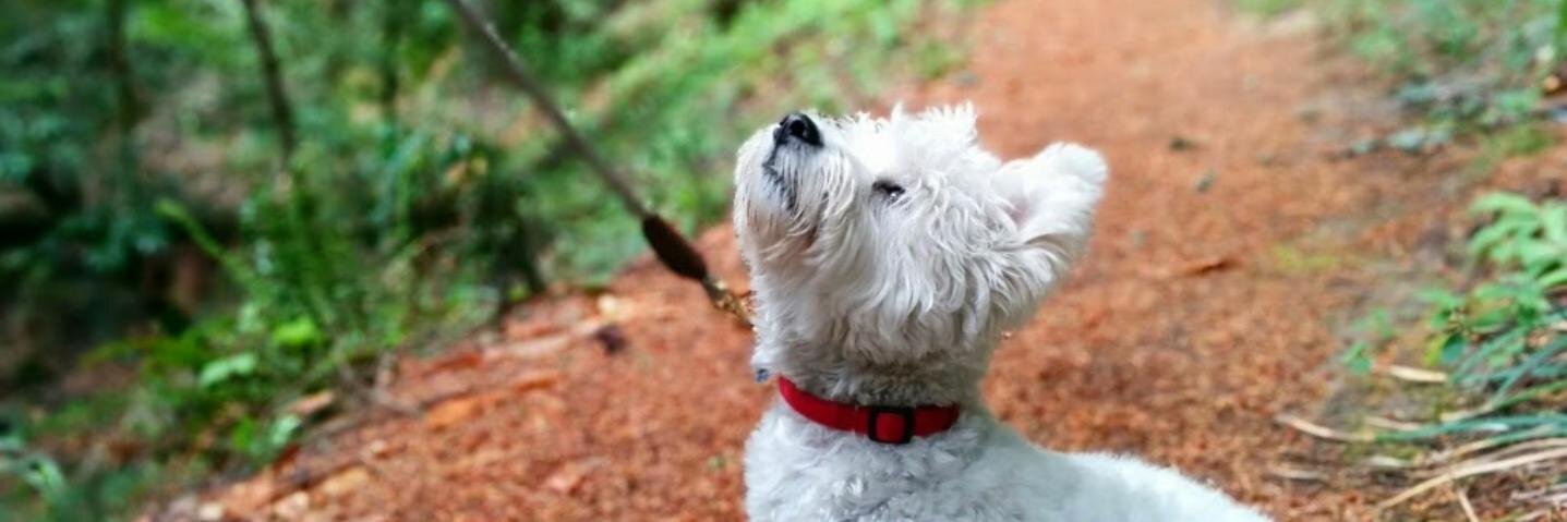 Jonathan Halcrow banner