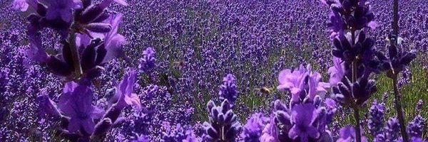 Bombolleta_ Profile Banner