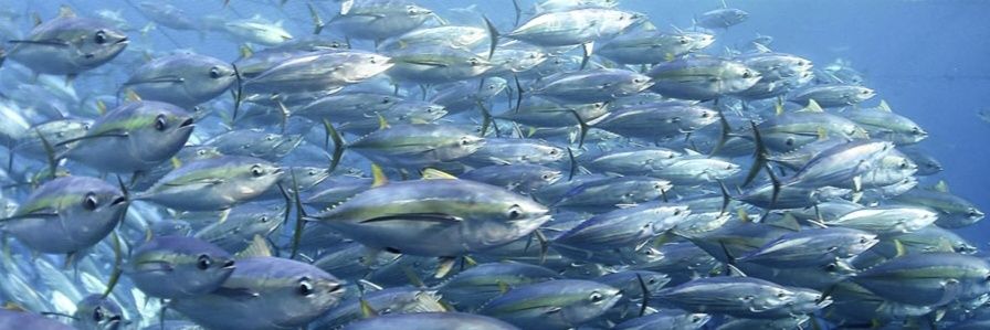 Yellowfin banner