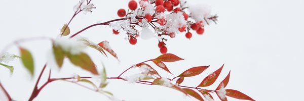 しまねっこ大好き＠ゆるきゃら banner