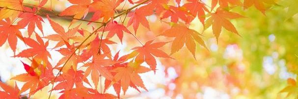 notsu1's profile banner image