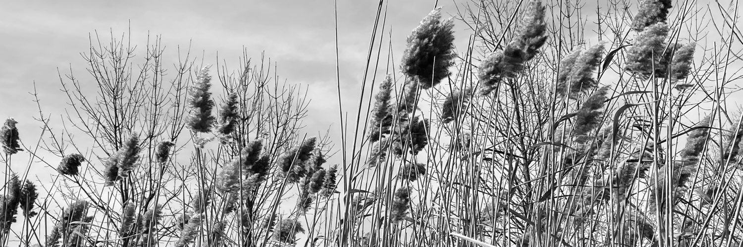 Marie Pinard banner