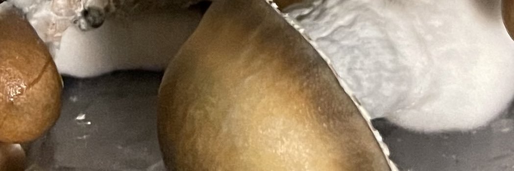 jesse banner