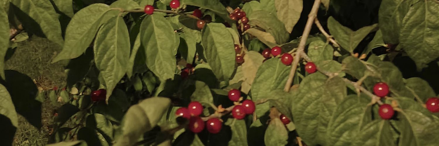 edweird 🌃🦇 banner