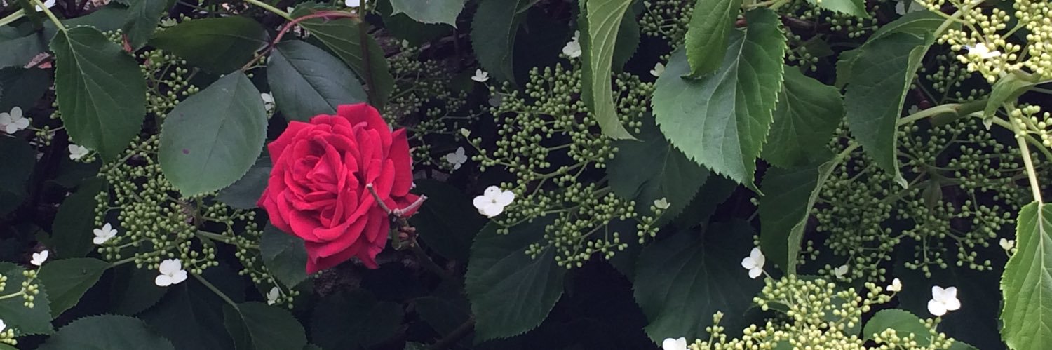 laurenbrewski's profile banner image