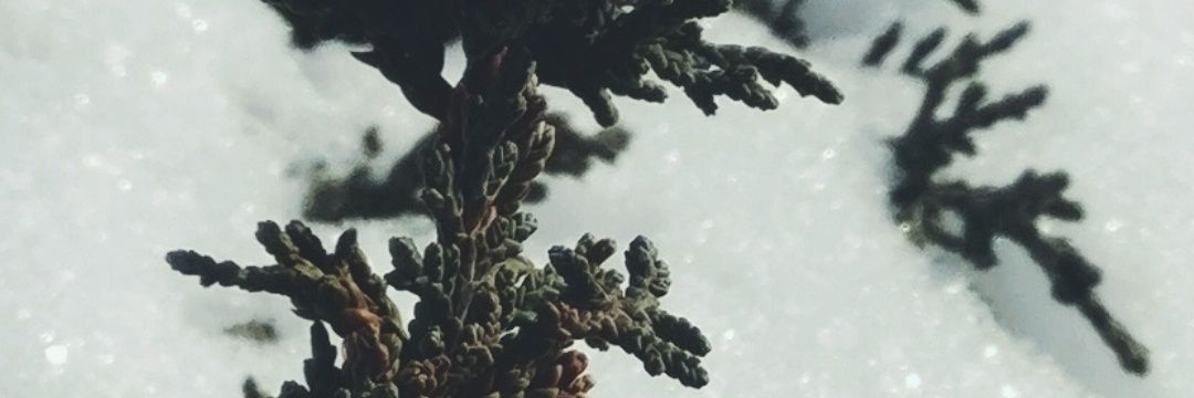 Tarin K banner