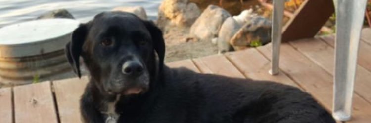 Brock Matthew banner