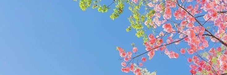 posicarole's profile banner image