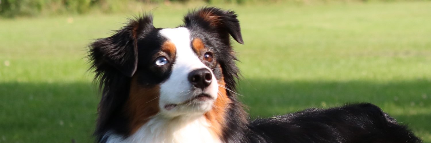 Luna’s Account Now!💖 (Angel Rex)🐶 banner