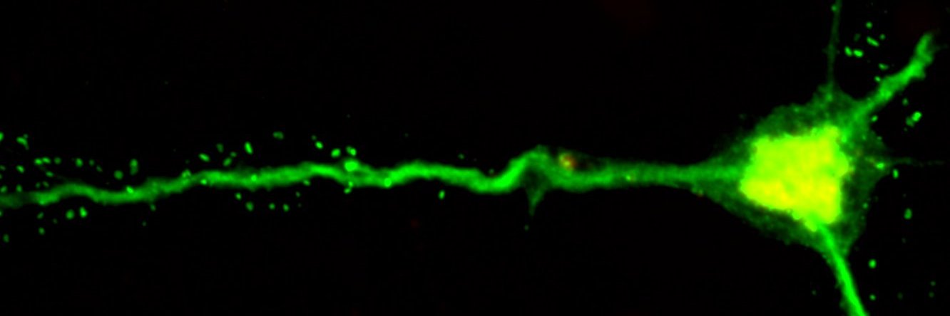 Colors of the Brain's banner