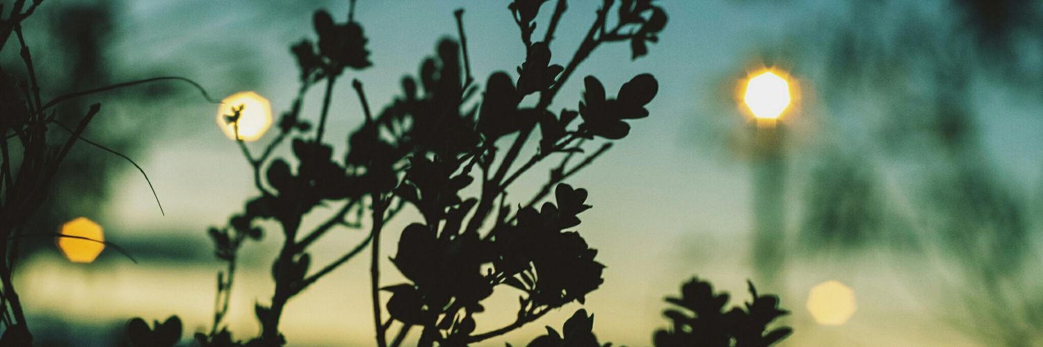 rosa_sias's profile banner image