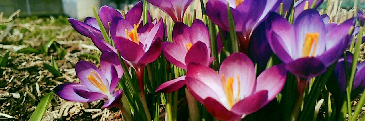 ambestflowers's profile banner image