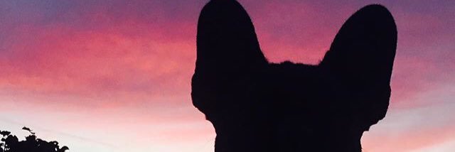 pachiperez's profile banner image
