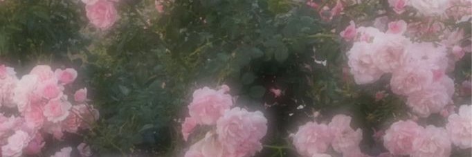 𓈒 🐰◞ น้องพพ banner