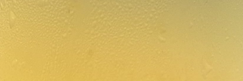 巴ZO親 banner