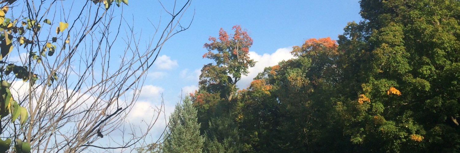 Simone LeMond banner