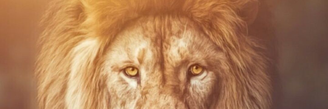 bugjohnson20's profile banner image