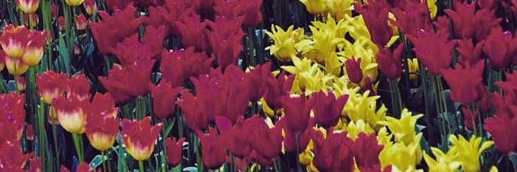 Seattle Seminoles banner