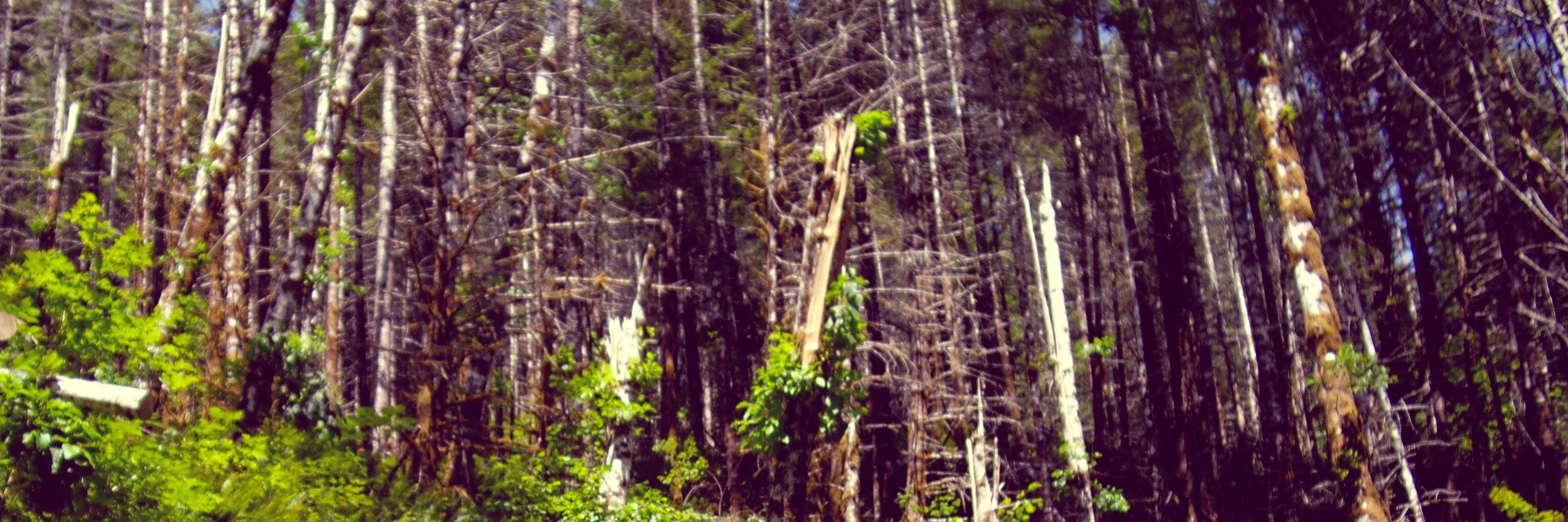 KristaVanVeen's profile banner image
