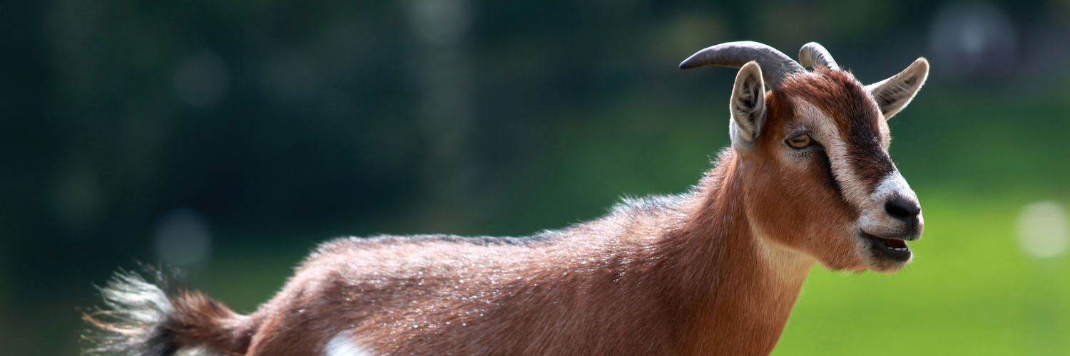 _AkH_MU_'s profile banner image