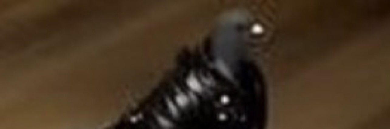 🐙 banner