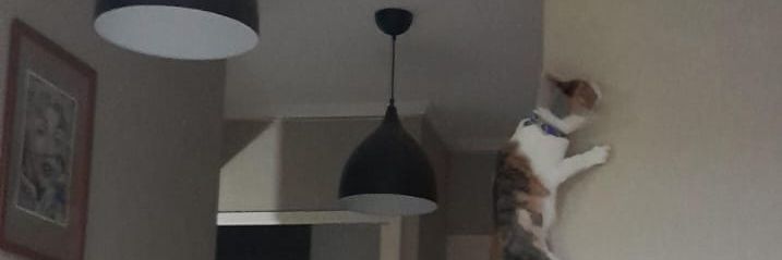 τ✩τε banner