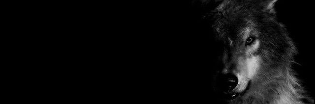 TSF6135's profile banner image