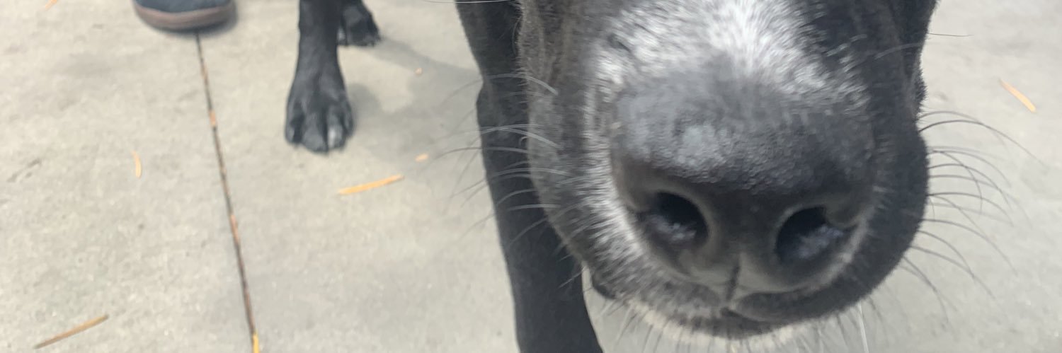 lilarmacost's profile banner image