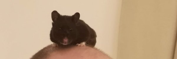 Willduggan Profile Banner