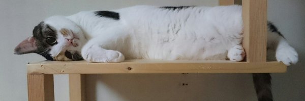 chatte_calico Profile Banner