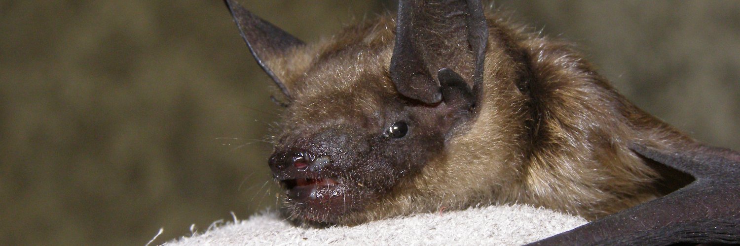 Hampshire Bat Group banner