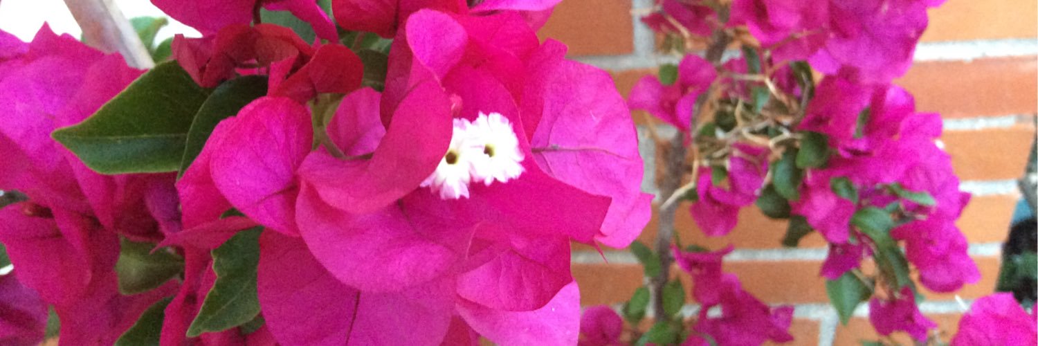 STOPNAZIFASCSMO's profile banner image