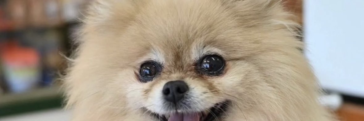 🐶kurumi🐶 banner