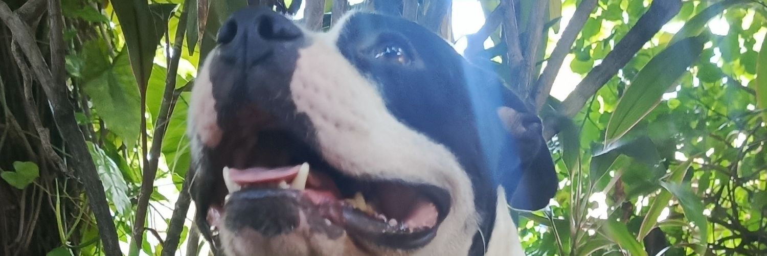 pitmakotto's profile banner image