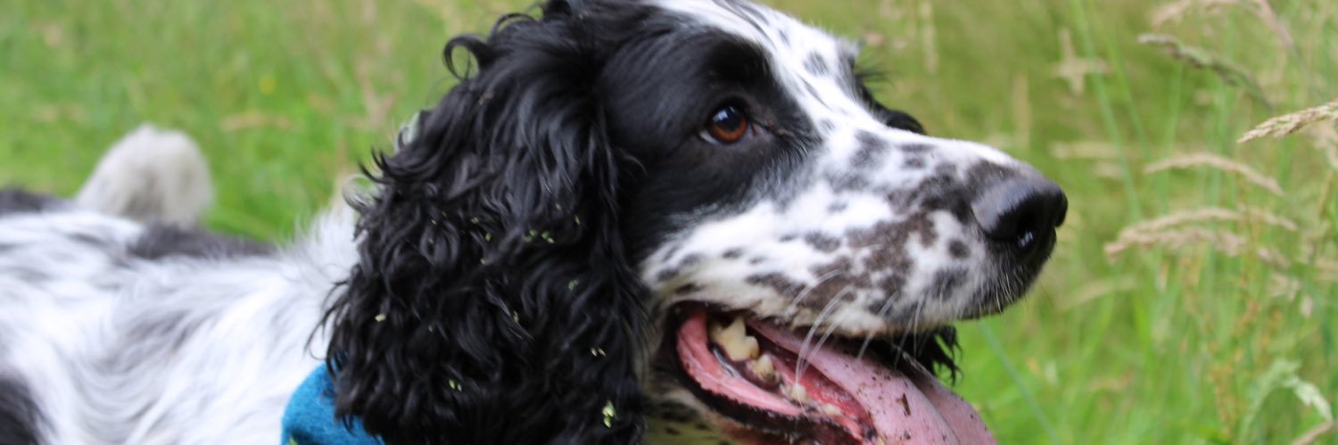 Layla and Teddy banner