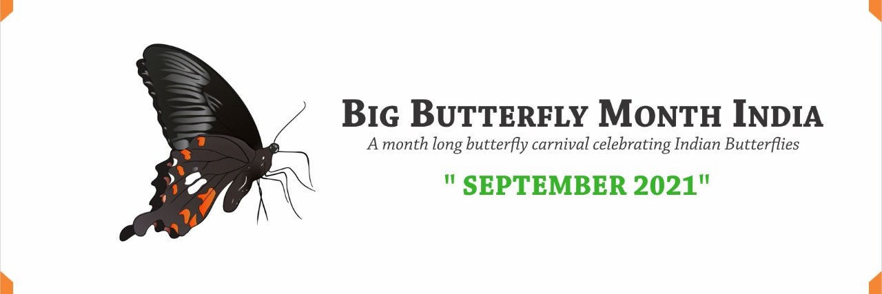 Big Butterfly Month - India banner