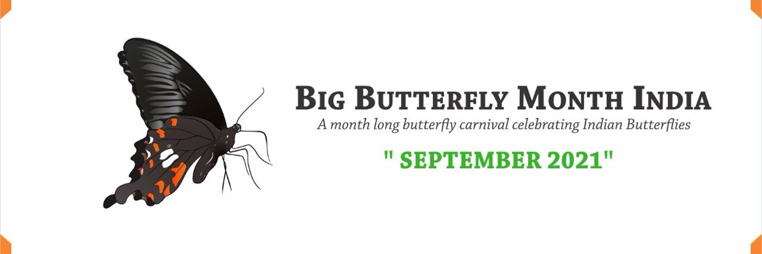Big Butterfly Month - India Profile Banner