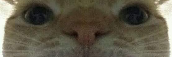 peedro_afonso09's profile banner image