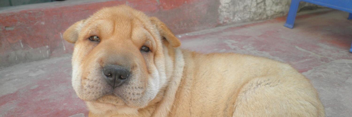 Dennis Luque 🇵🇪 banner