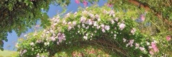 alli 🌷 banner