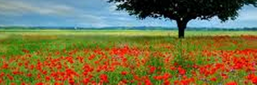Amilia_B's profile banner image