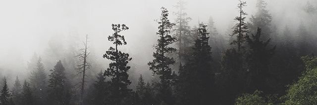 lizrvsfs's profile banner image